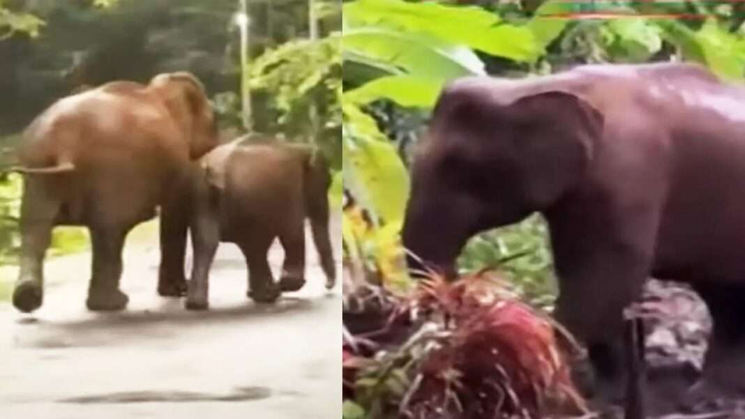 കിണറ്റിൽ വീണ കുട്ടിയാനയെ അമ്മ രക്ഷിക്കുന്ന ഹൃദൃവും മനോഹരവുമായ കാഴ്ച കിണറ്റിൽ വീണ കുട്ടിയാനയെ അമ്മ രക്ഷിക്കുന്ന ഹൃദൃവും മനോഹരവുമായ കാഴ്ച